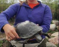 The area is also popular for the world's largest Western Painted Turtle named Olga. Its shell was 26.6 centimeters long.